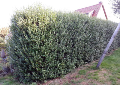 taille-ligustrum-ovalifolium